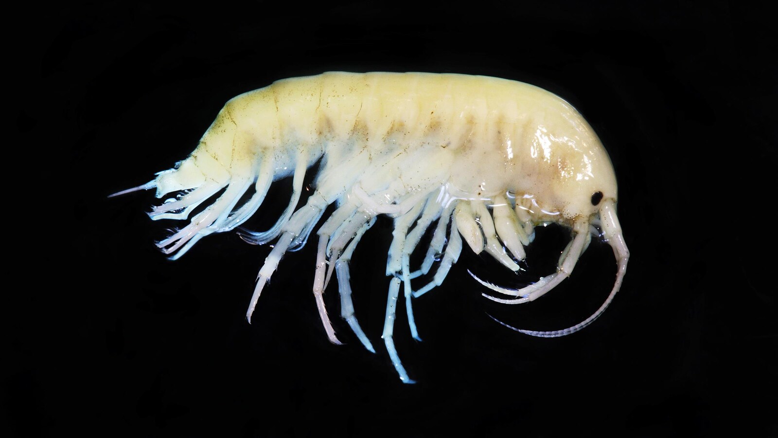 Amphipode