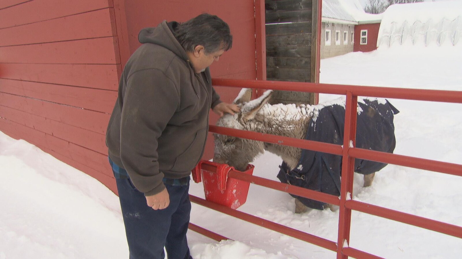 Andy Parent caresse la tête d'un cheval nain tandis que celui-ci mange dans une chaudière rouge.