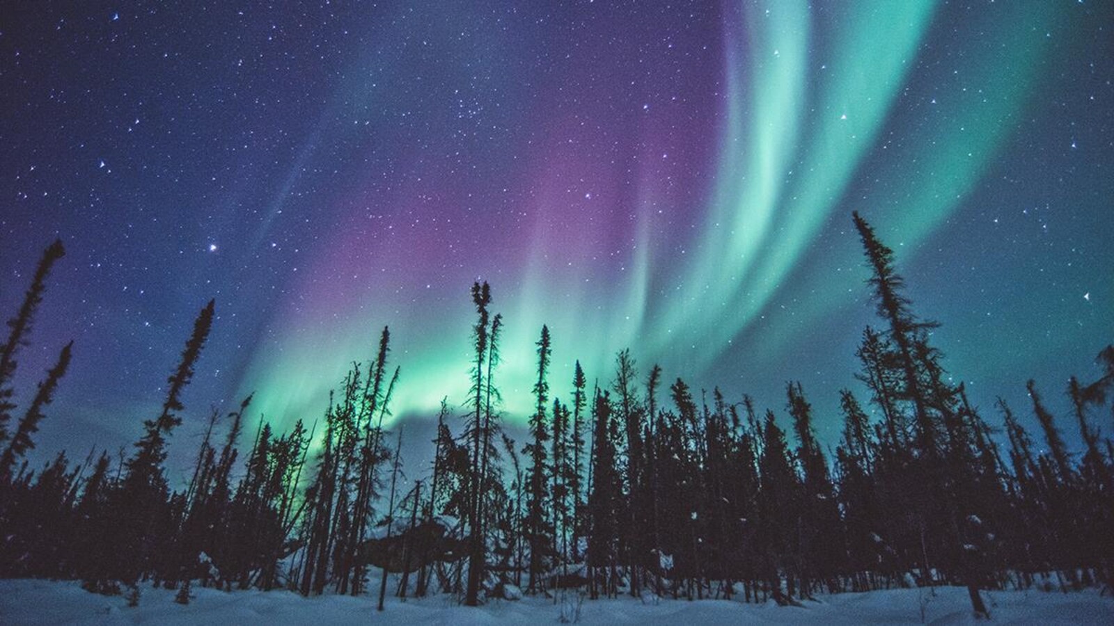 Des aurores boréales sous un ciel étoilé.