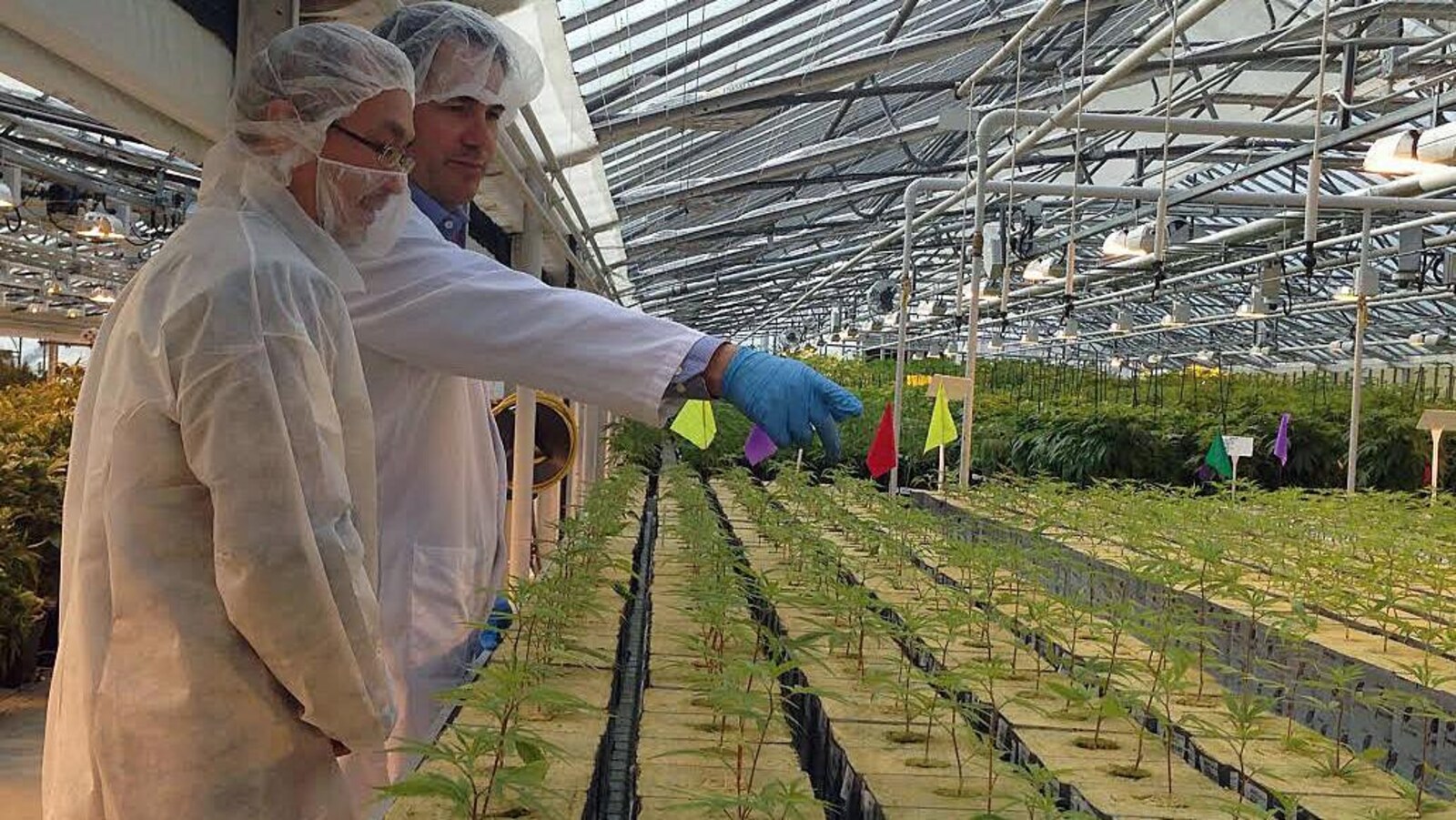 Une serre de production de marijuana