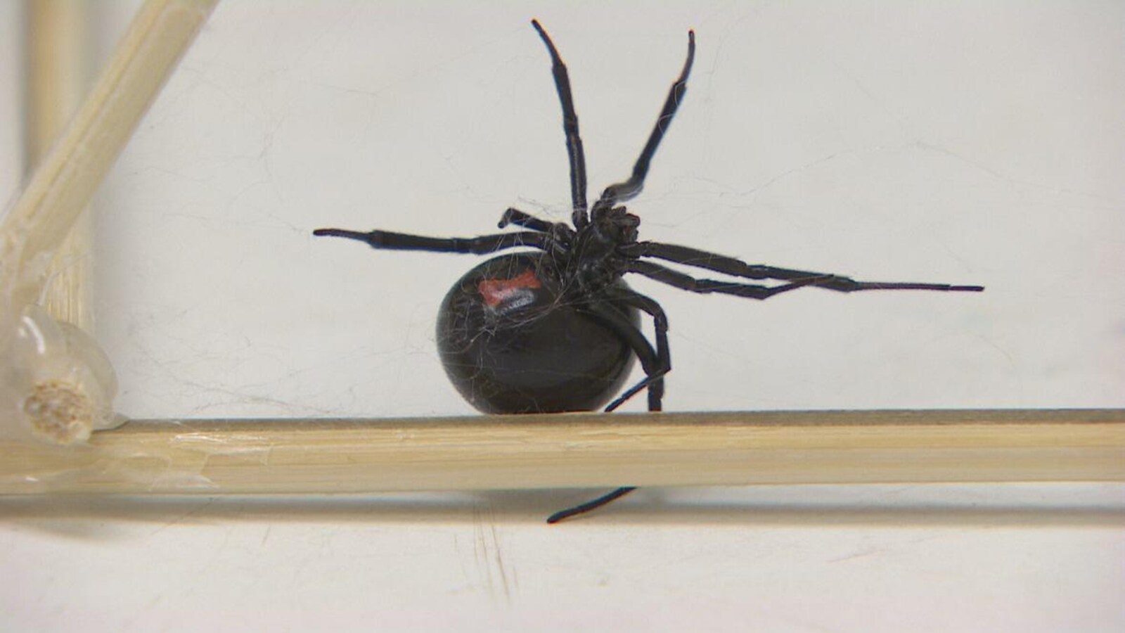 Une araignée tisse une fine toile.