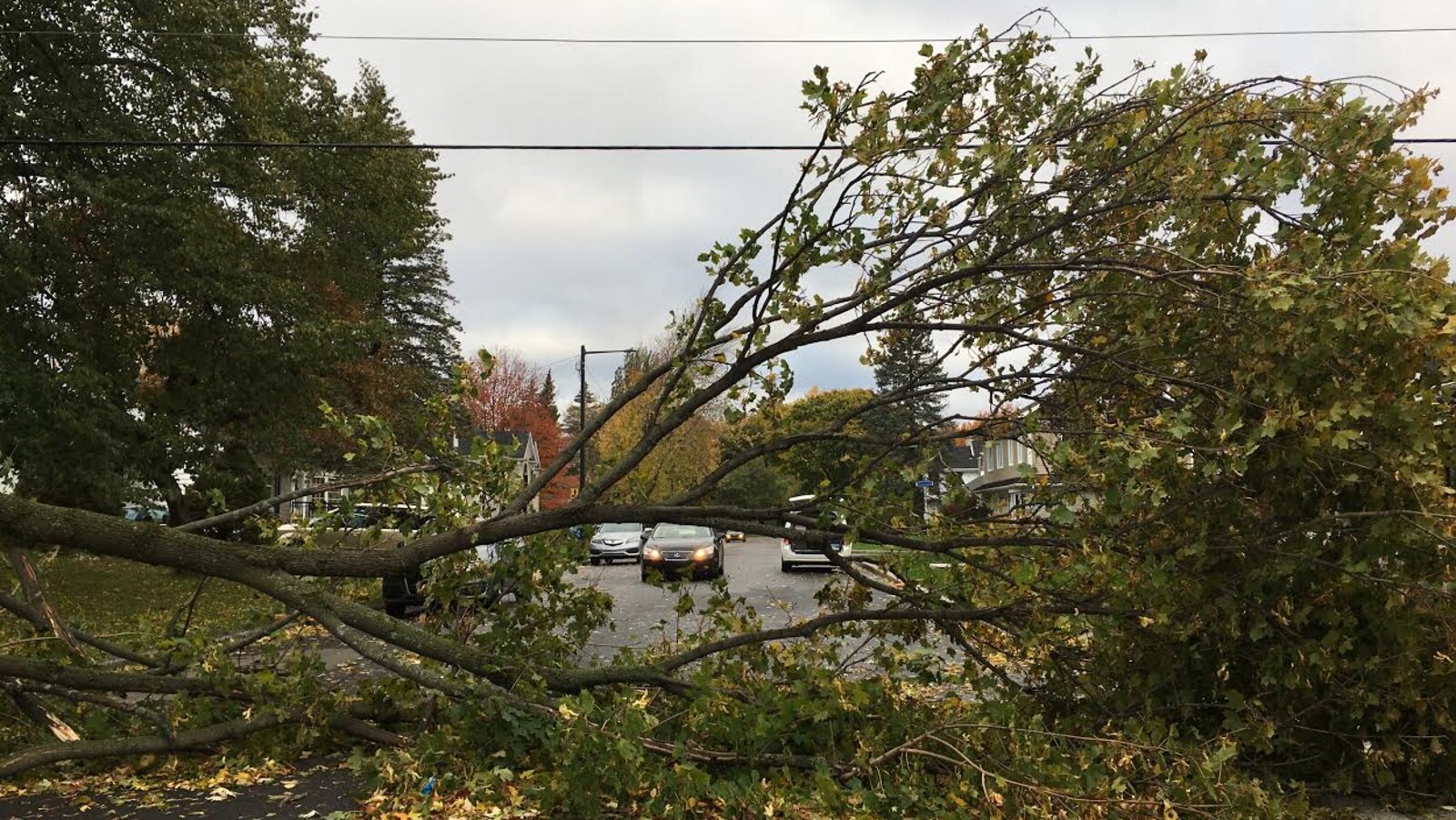 Cet arbre s'est affaissé sur l'avenue de Puiseaux, dans le secteur de Sainte-Foy.