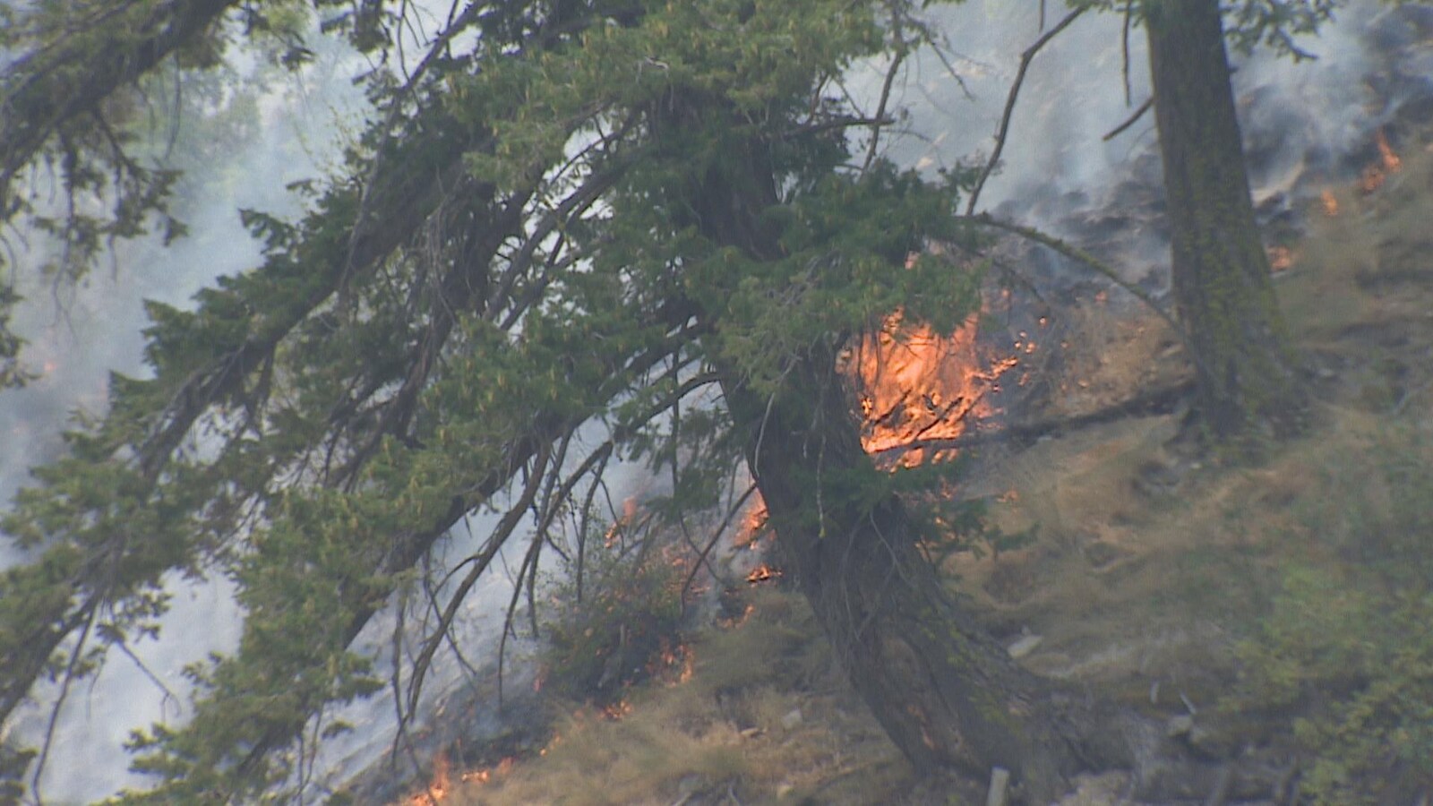 Des flammes jaillissent près d'un arbre le long d'une montagne