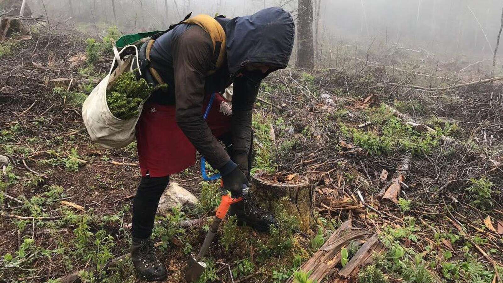 Un planteur de l'équipe au travail.