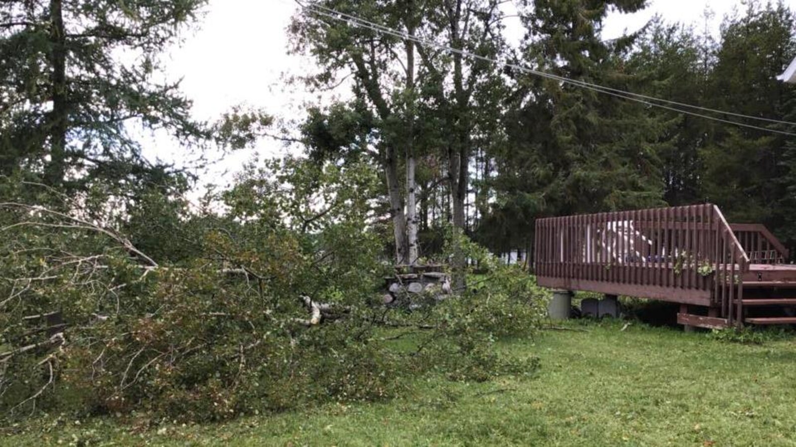 Un arbre est tombé au sol après des vents violents.