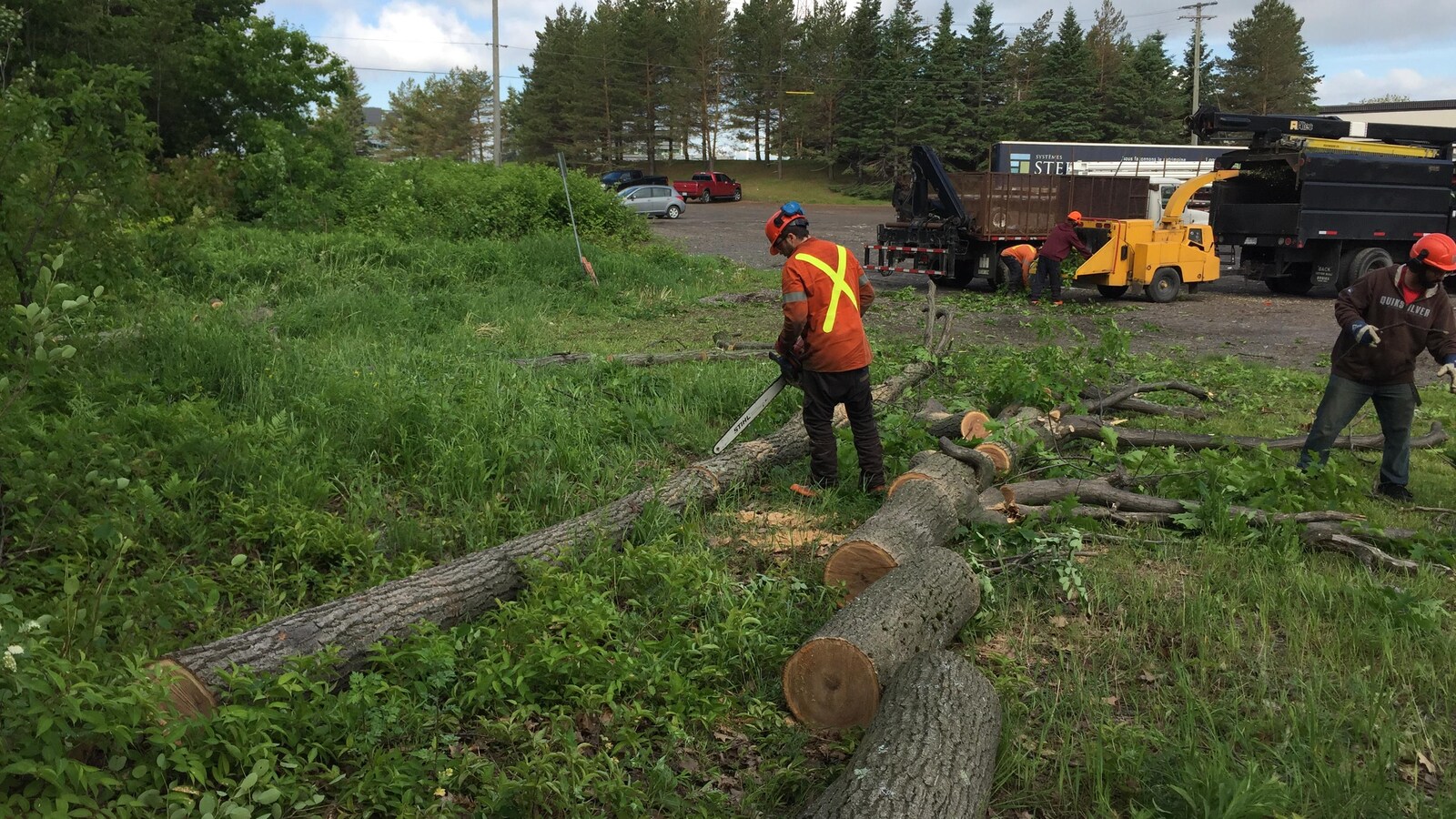 Coupe Et Abattage D'arbres Dans Un Espace Boisé Classé