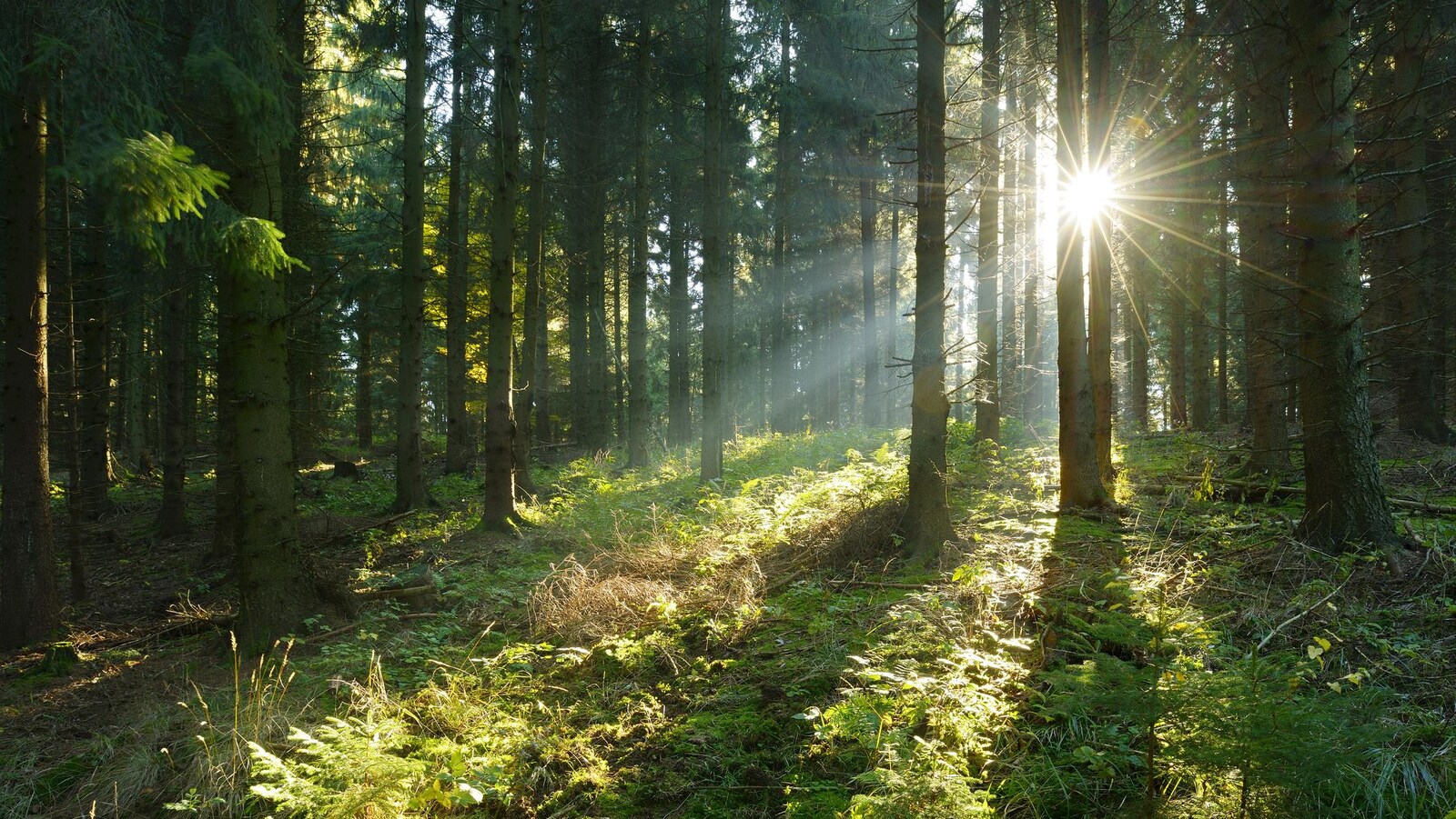 Des arbres dans une forêt boréale.