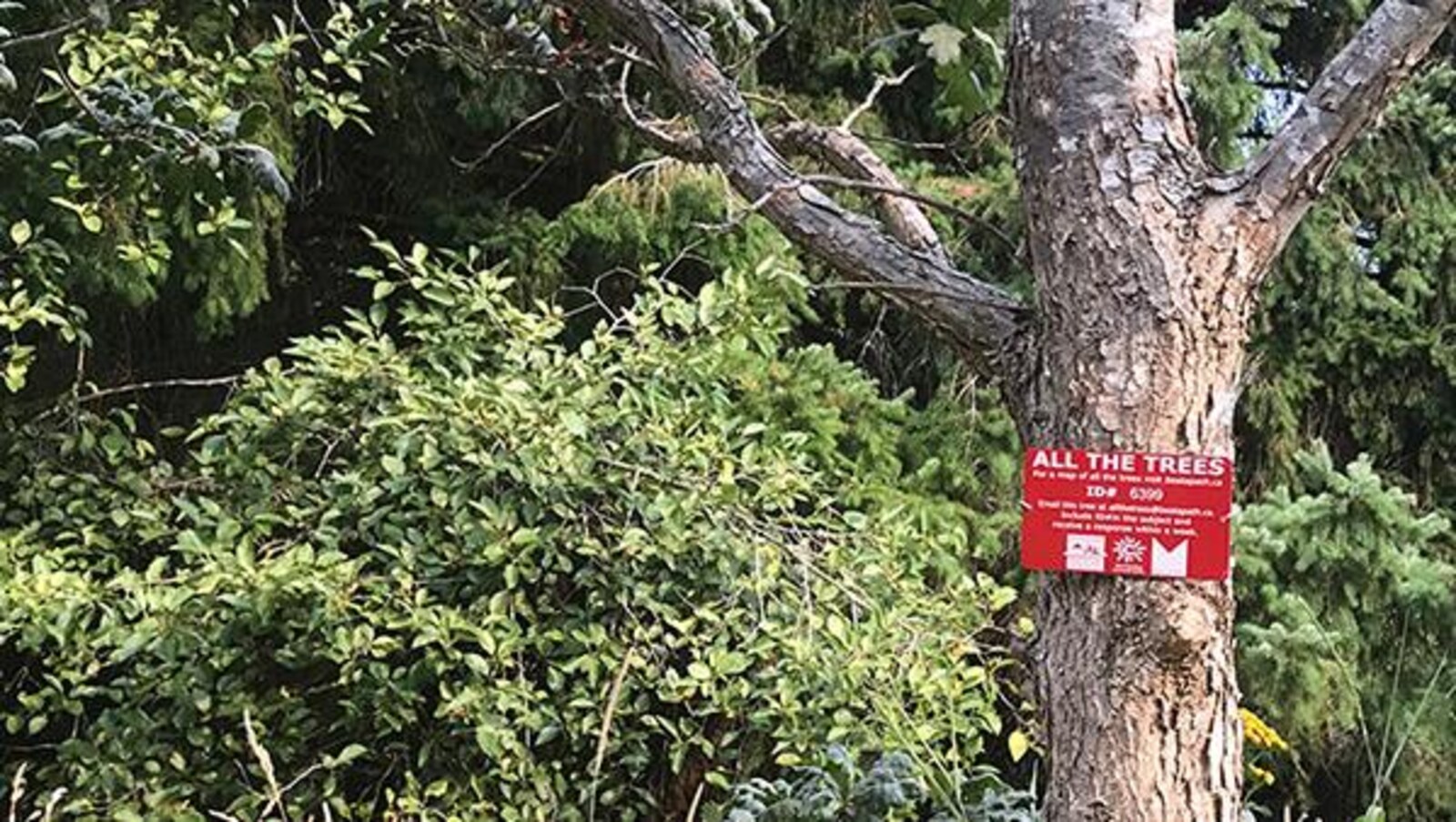 Un arbre qui a une étiquette où est inscrit "All the Trees"