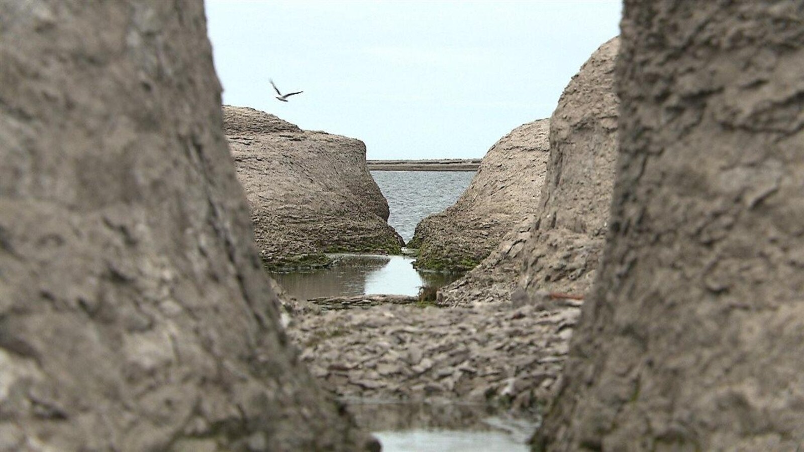 L'Archipel-de-Mingan est un véritable sanctuaire pour les oiseaux.