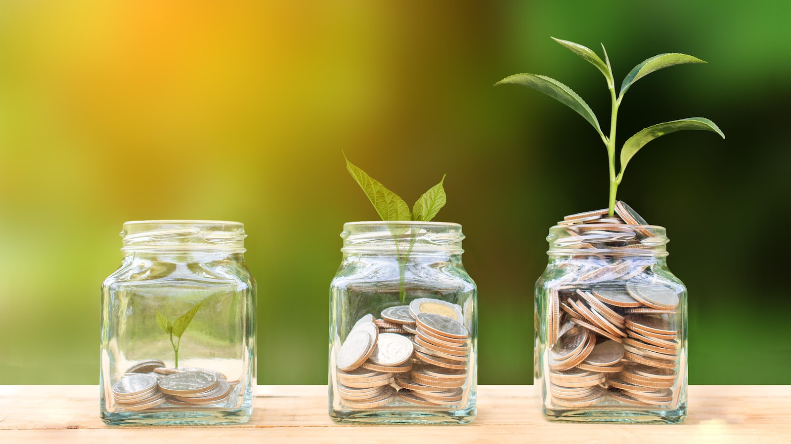 De dollars et des plantes sont mis dans des pots. Les plantes se trouvant dans les contenants ayant le plus d'argent ont le plus mûri.
