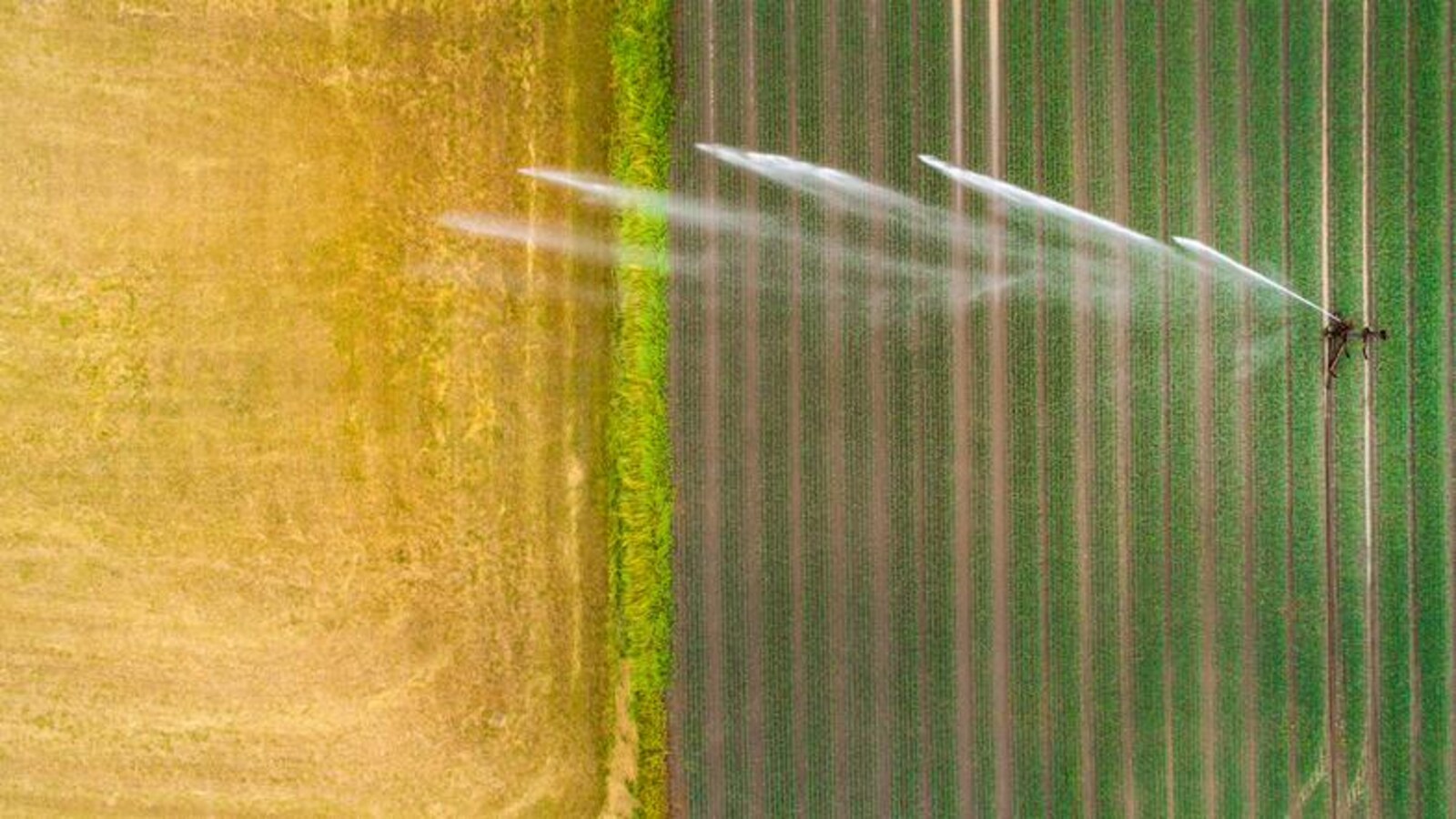 Arrosage d'un champs de blé.