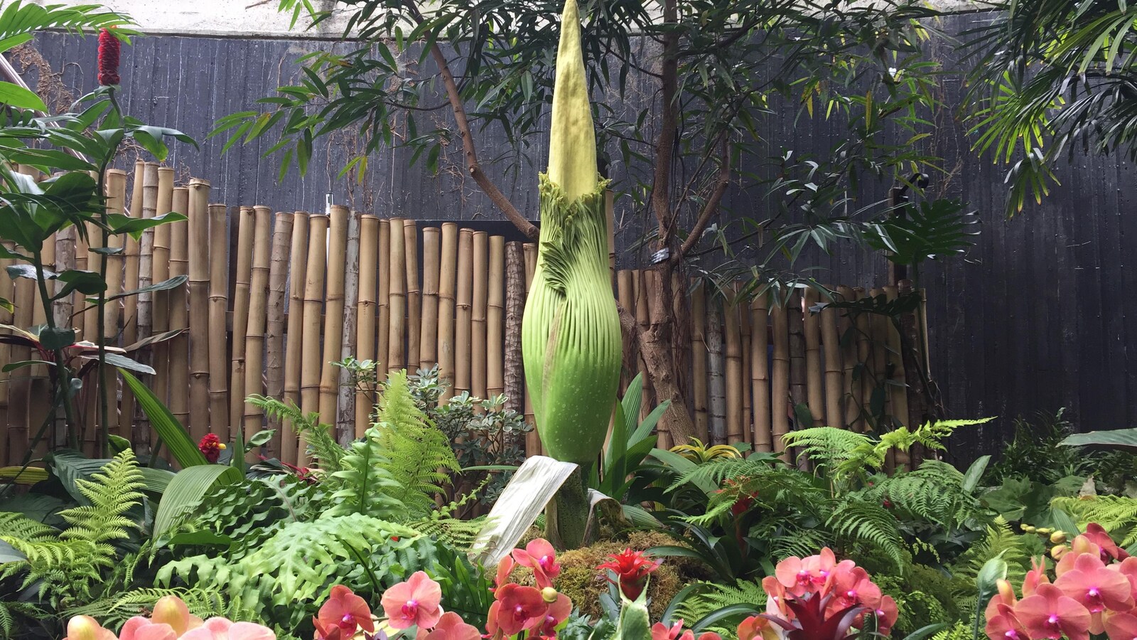 Une plante exotique au milieu d'un jardin.