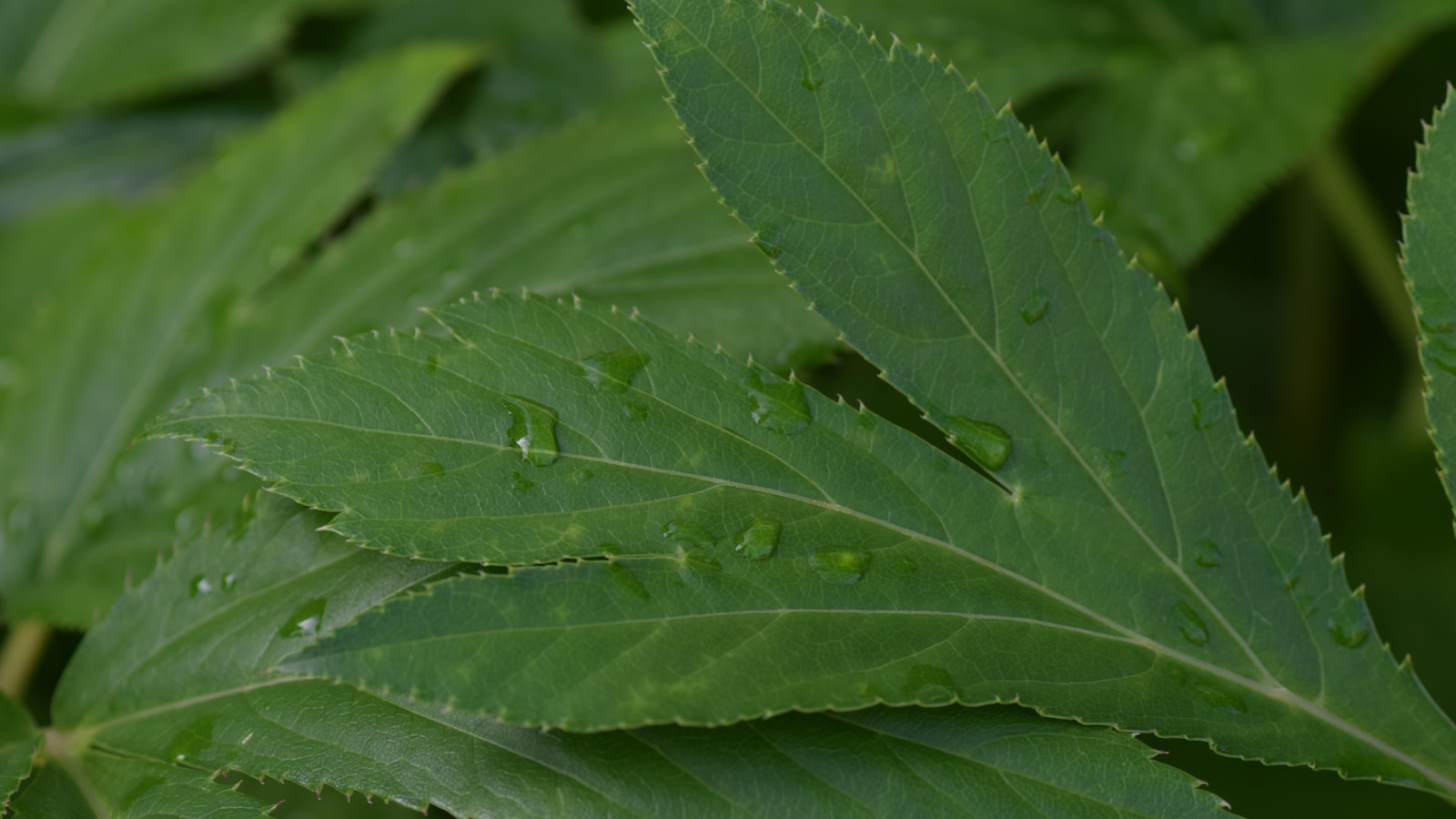 Des feuilles de l'ashitaba, une plante japonaise aux effets anti-vieillissement.