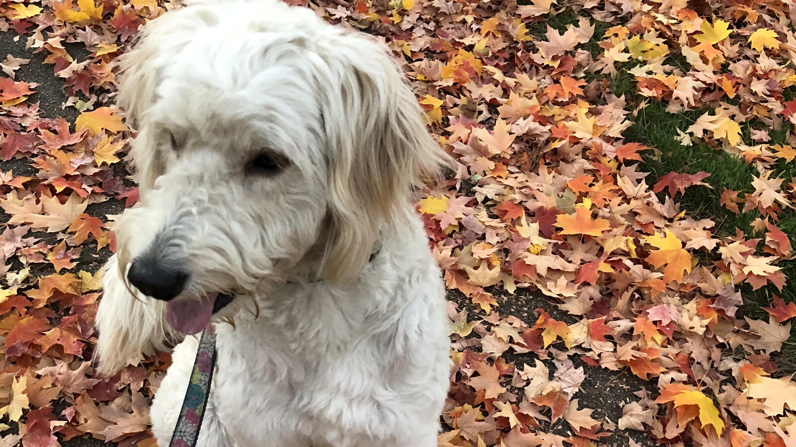 Un chien assis sur le sol couvert de feuilles