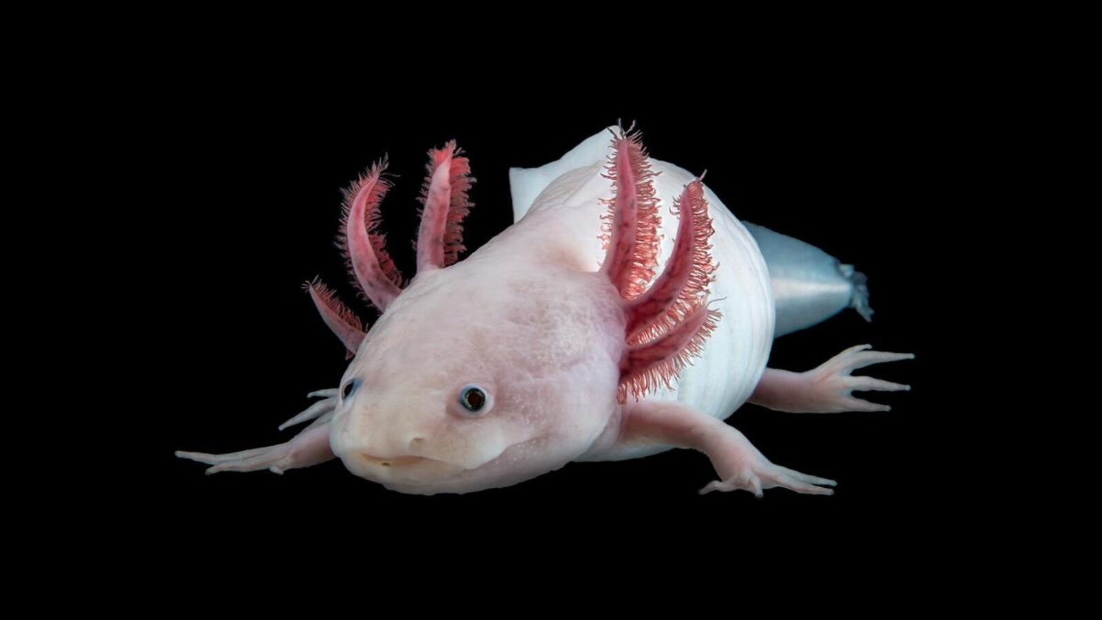 Un axolotl.