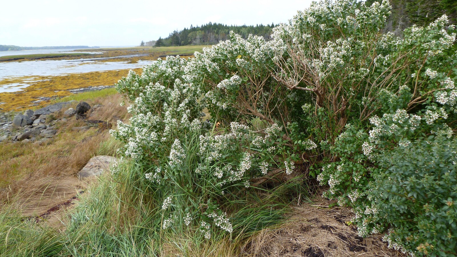 Baccharis à feuilles d'arroche.