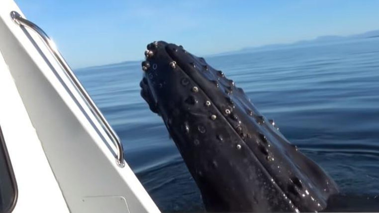 Une baleine qui sort la tête de l'eau à côté d'un bateau.