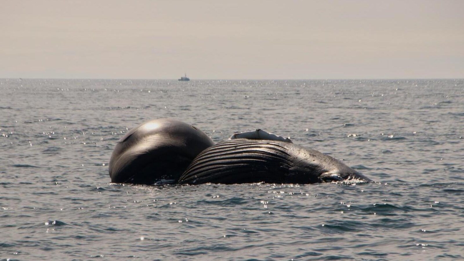 La carcasse de la baleine à bosse flottant dans la baie de Fundy.
