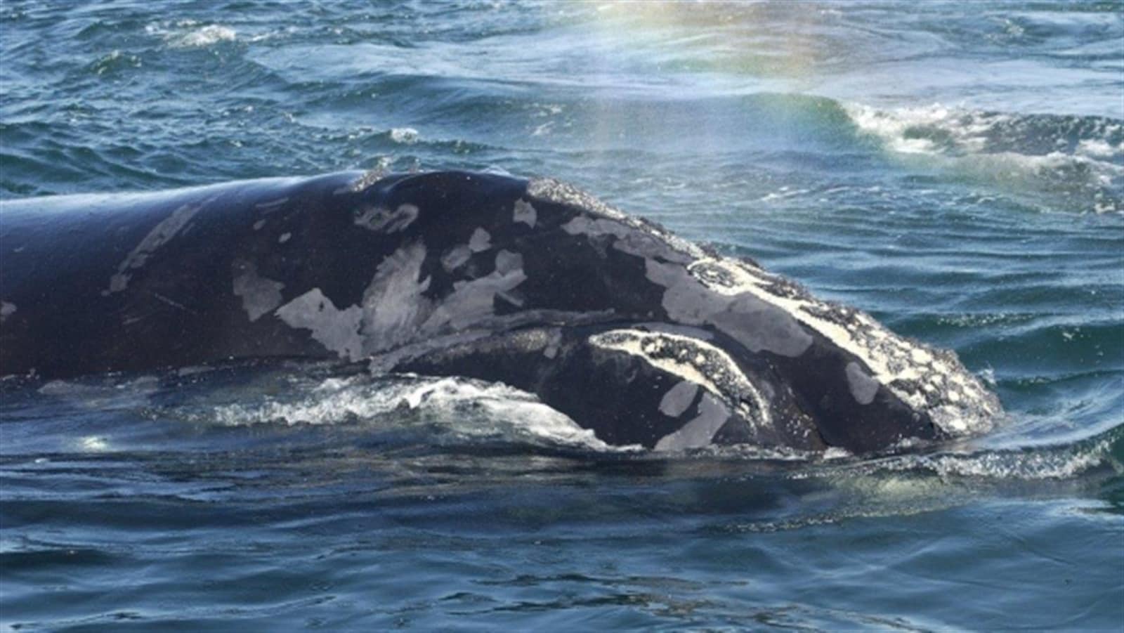 Une baleine franche de l'Atlantique Nord