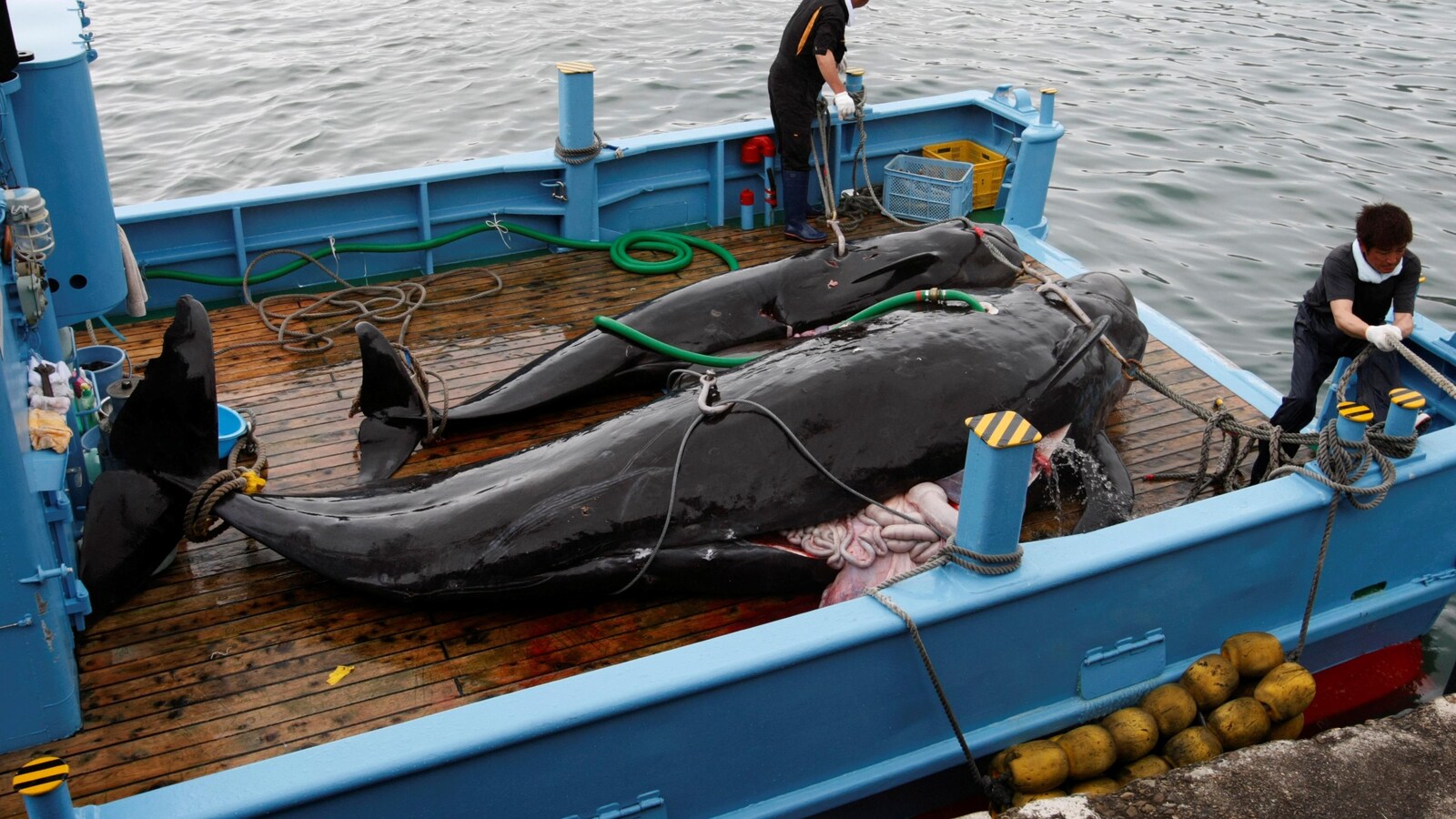 Japon: départ de baleiniers pour la chasse commerciale, après 31 ans d’interruption Japon: départ de baleiniers pour la chasse commerciale, après 31 ans d’interruption