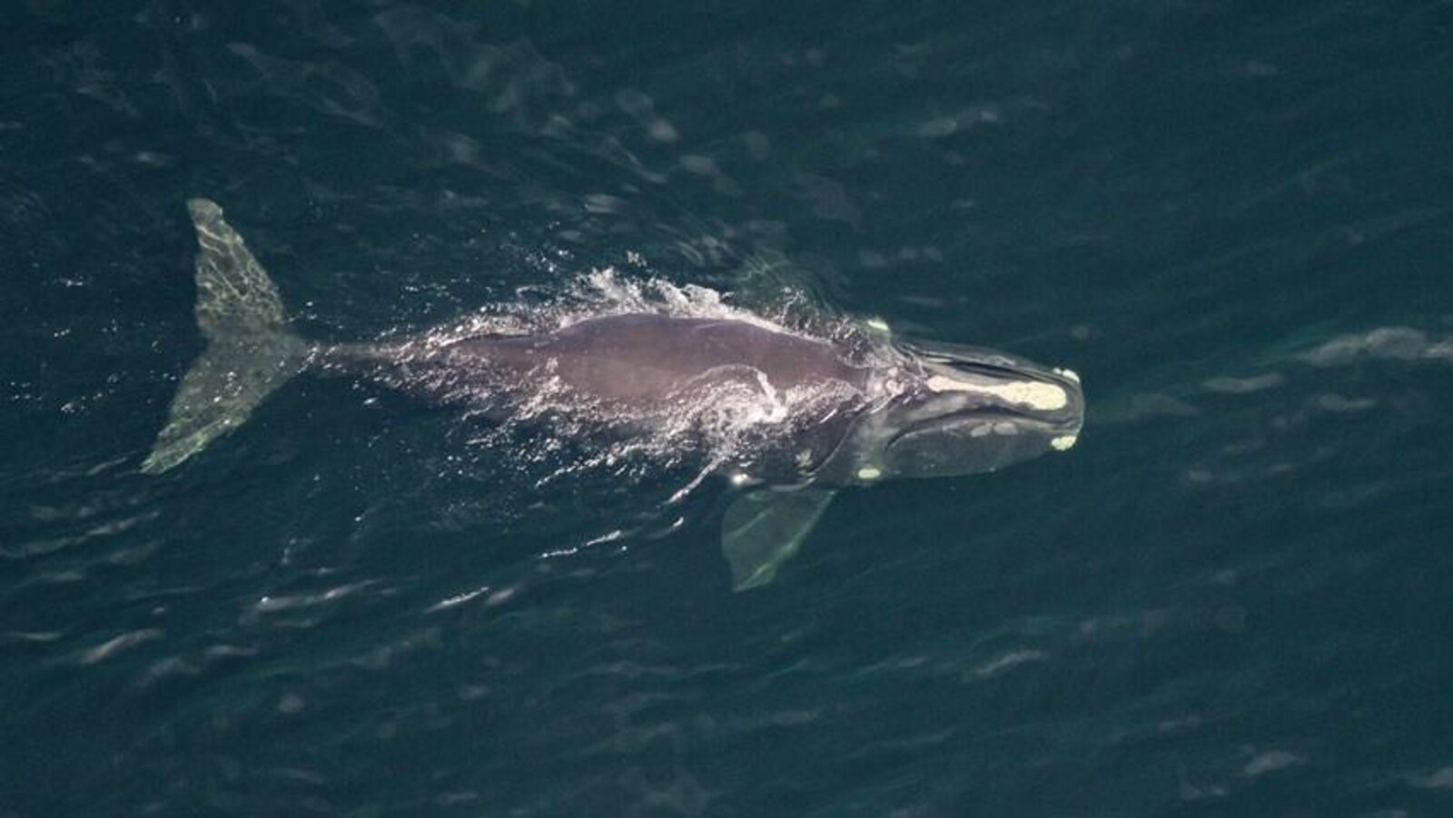 La baleine nage à la surface de la mer