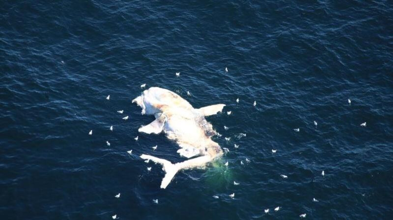 Baleine morte flottant sur l'eau.