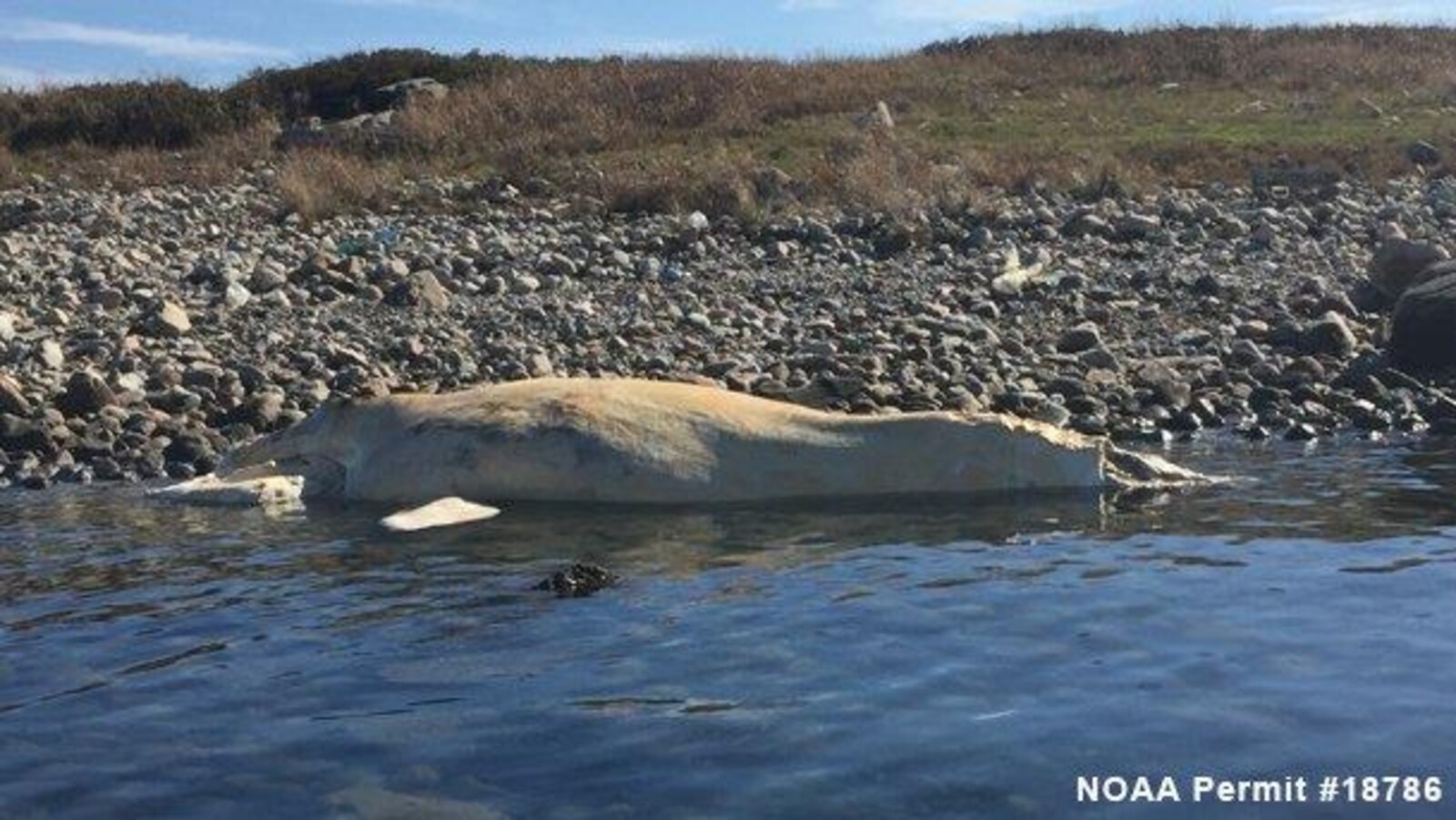 La baleine noire a été trouvée échouée sur une plage de Cape Cod.