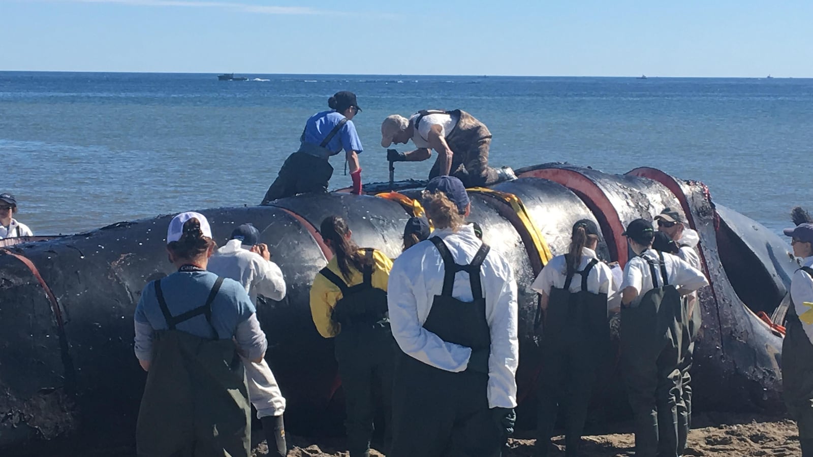 Une dizaine de scientifiques s'affairent sur la carcasse échouée sur une plage et et autour d'elle.