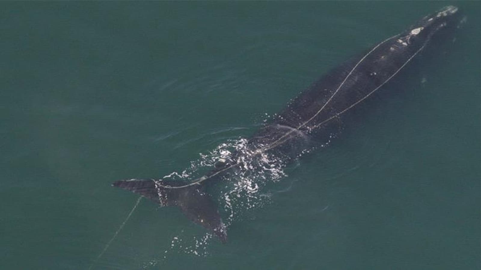 Une baleine noire entourée de cordages.