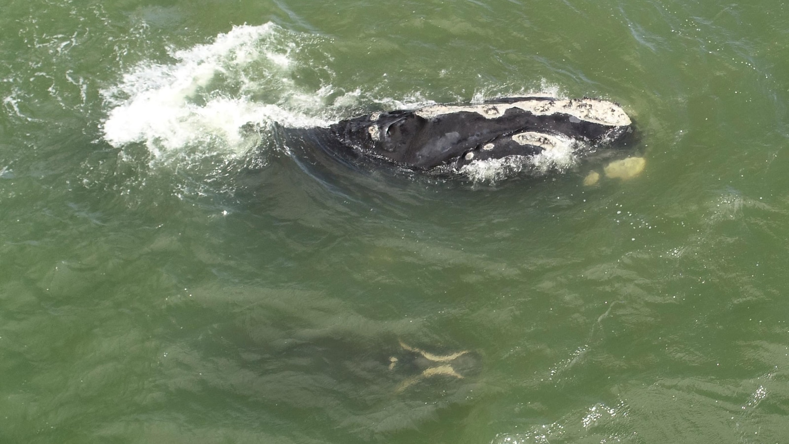 Une baleine noire de l'Atlantique Nord et son baleineau.