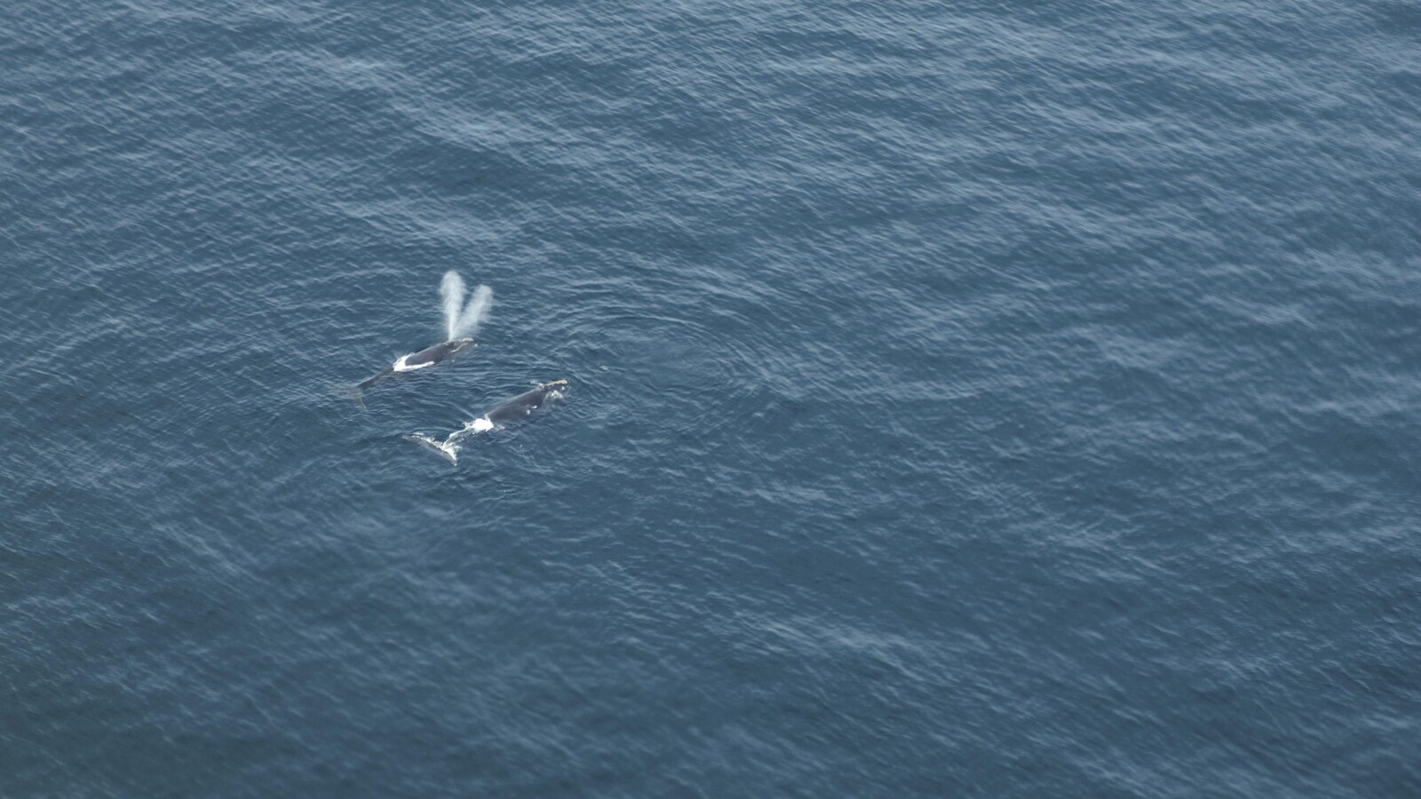 Vue aérienne de deux baleines noires.