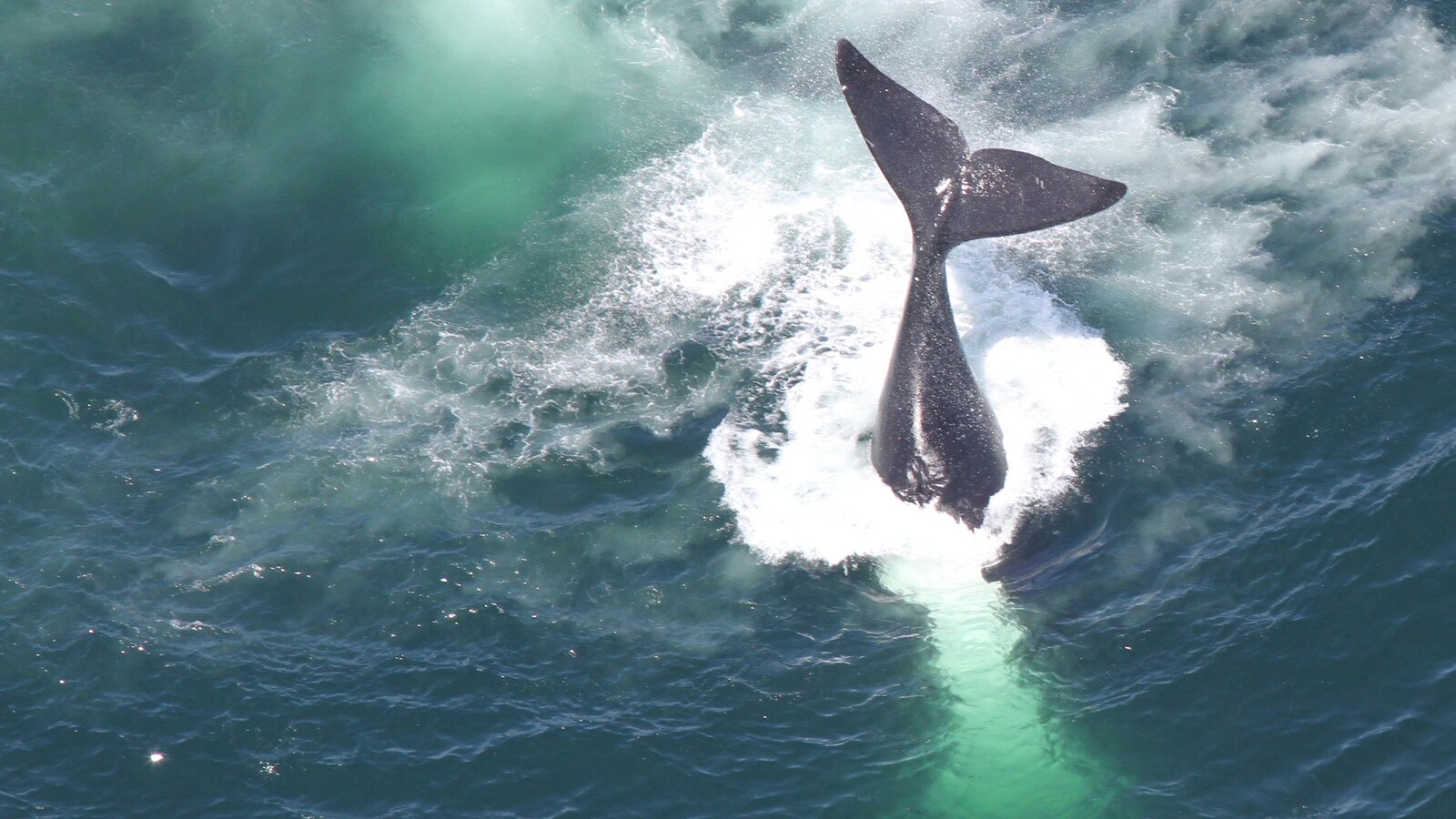 Plusieurs baleines ont été retrouvés mortes dans le golfe du Saint-Laurent à l'été 2017.
