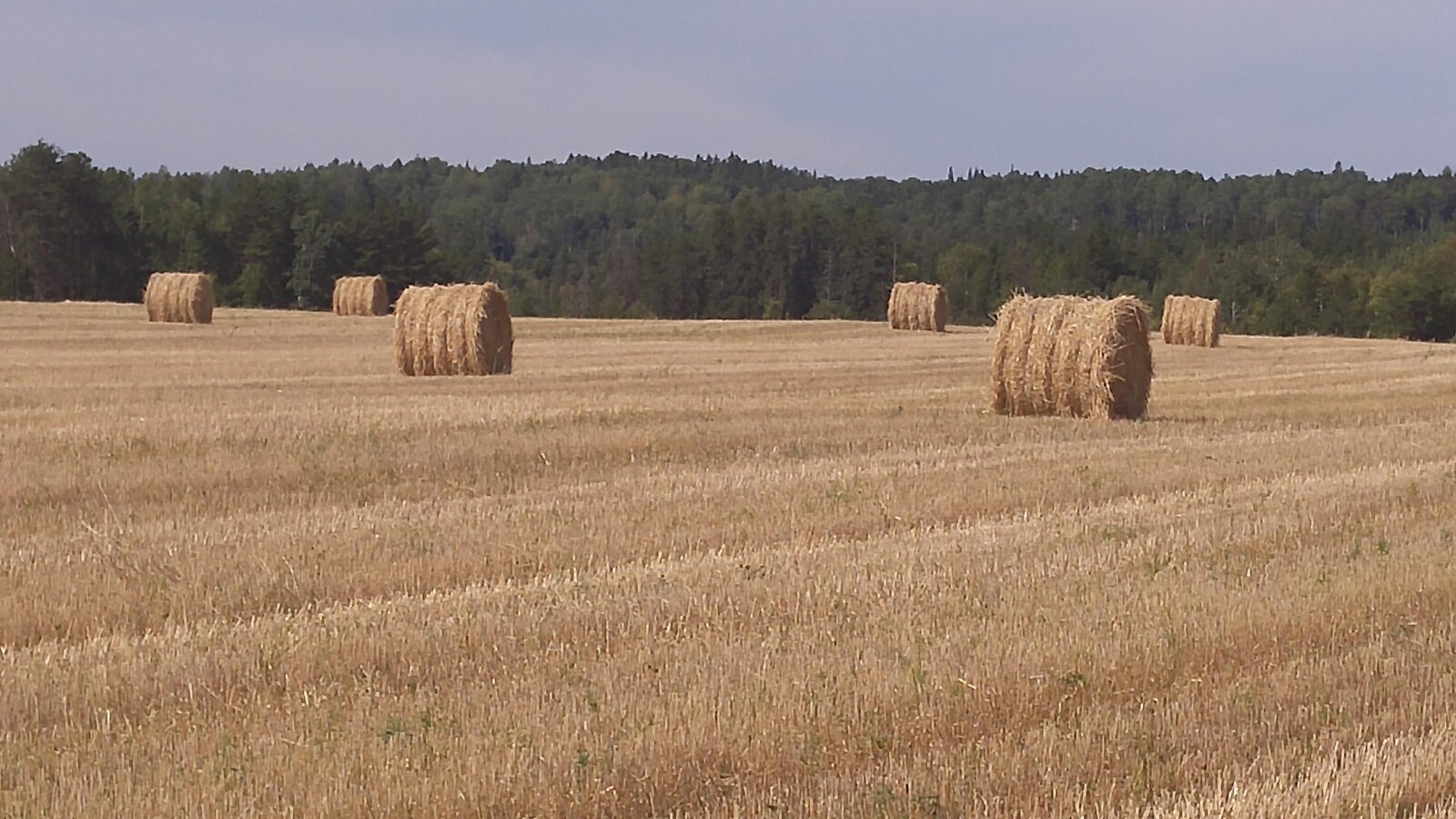 Balles de foin à Saint-Ludger-de-Milot