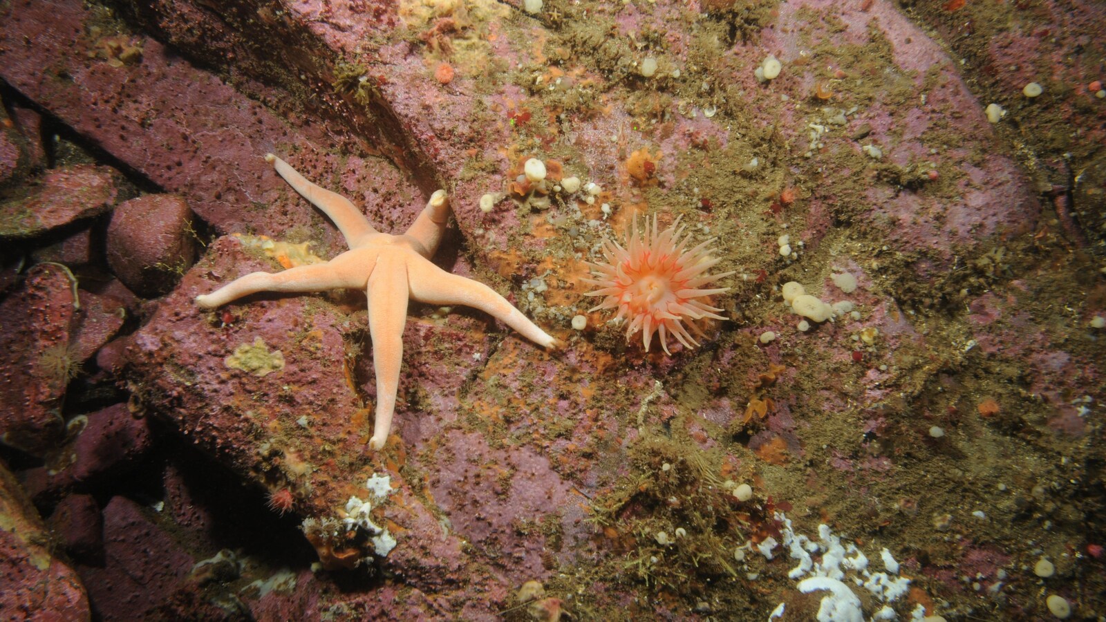 Étoile de mer et faune marine sur le plancher océanique.