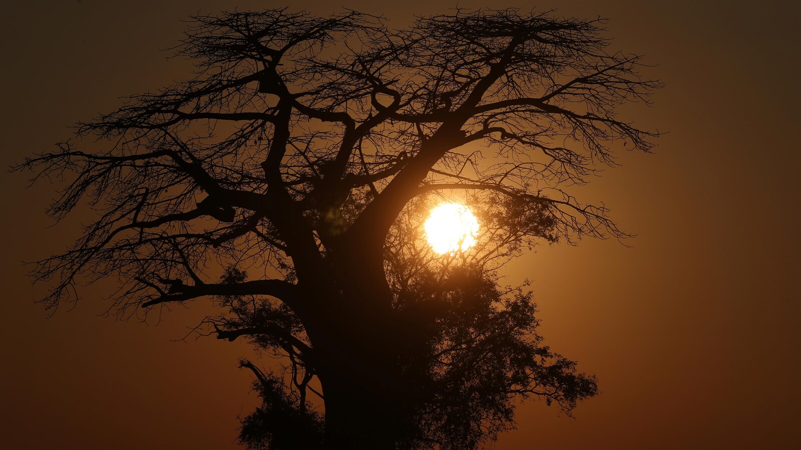 Le soleil se lève derrière un baobab dans le delta de l'Okavango.