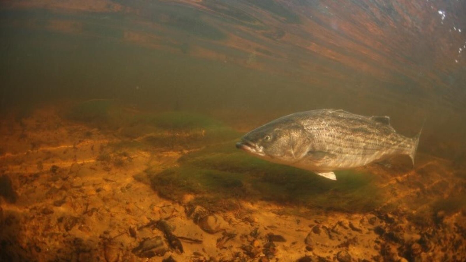 Un bar rayé dans une rivière