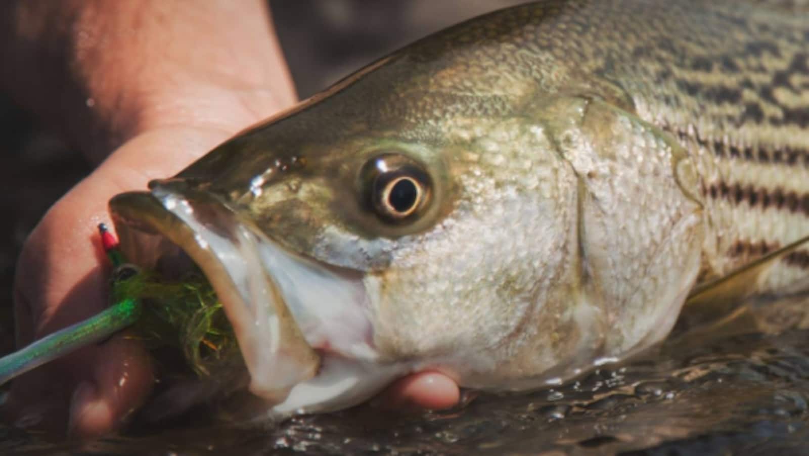 La pêche au bar rayé est ouverte | ICI Radio-Canada.ca
