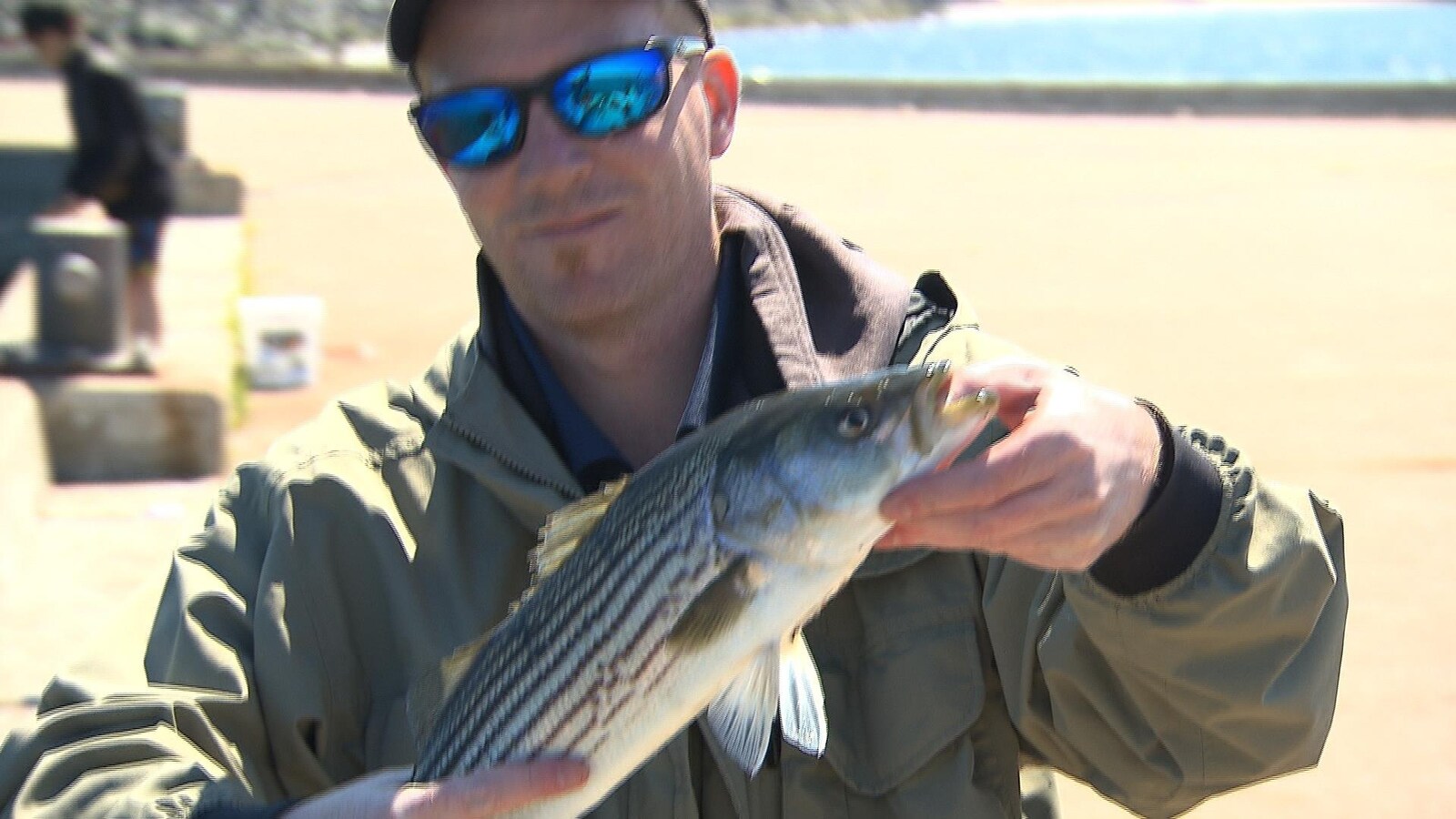 Un bar rayé dans les mains d'un pêcheur