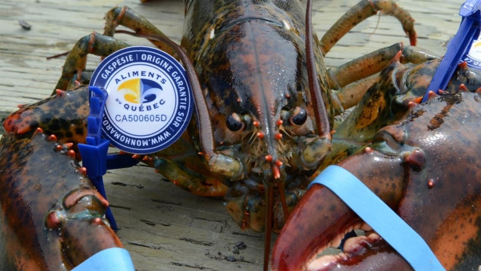 Le homard de la Gaspésie.