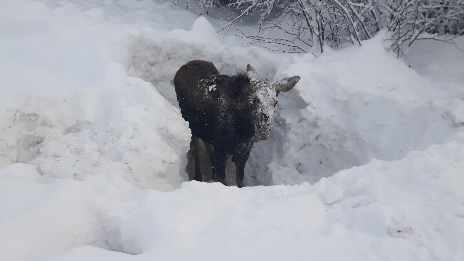 Un jeune orignal dans un trou de neige dans la forêt.