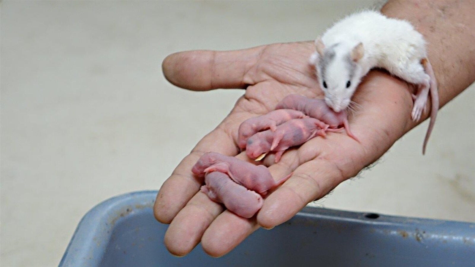 Roger Leroux tient dans sa main un jeune rat ainsi que cinq petits bébés rats