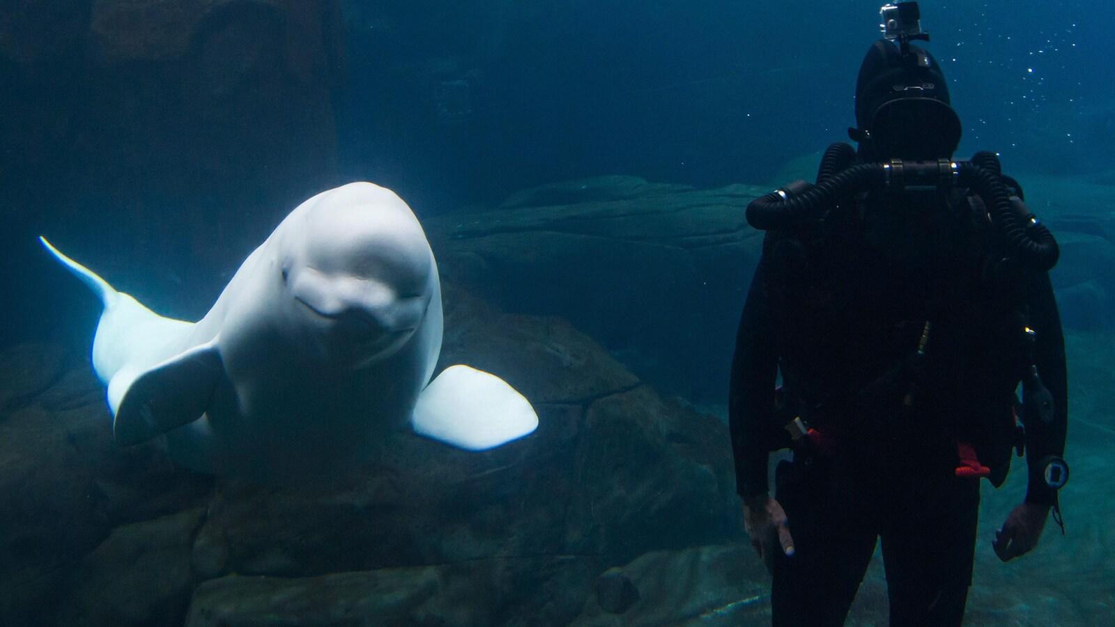La baleine Qila nage dans un bassin de l'Aquarium de Vancouver en 2015.