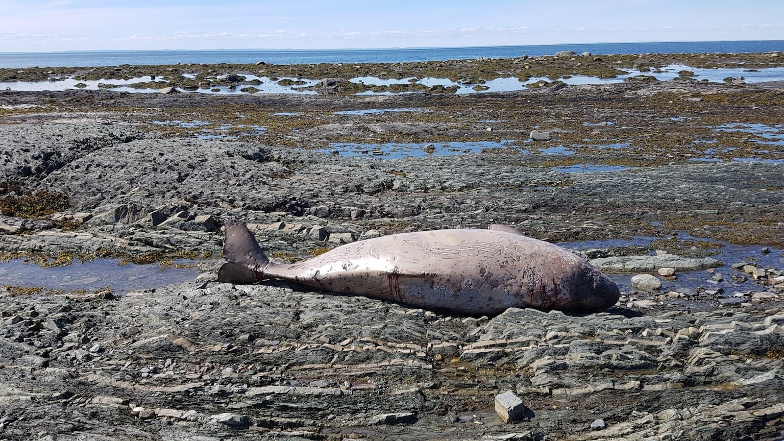 Un béluga mort sur la grève de Rimouski.