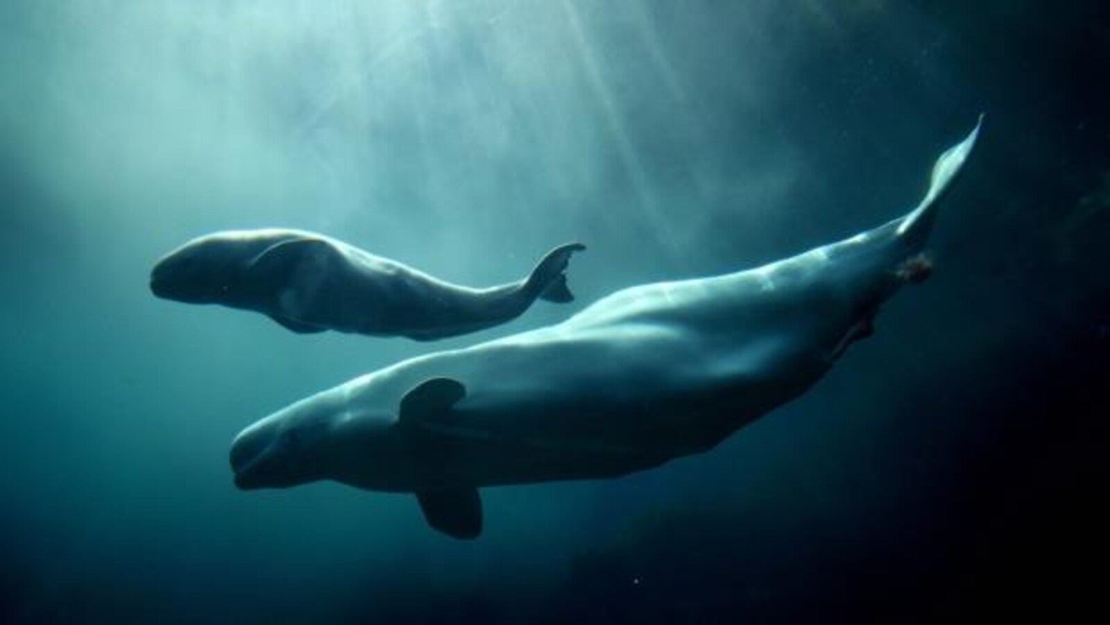 Une béluga et son petit nagent côte à côte