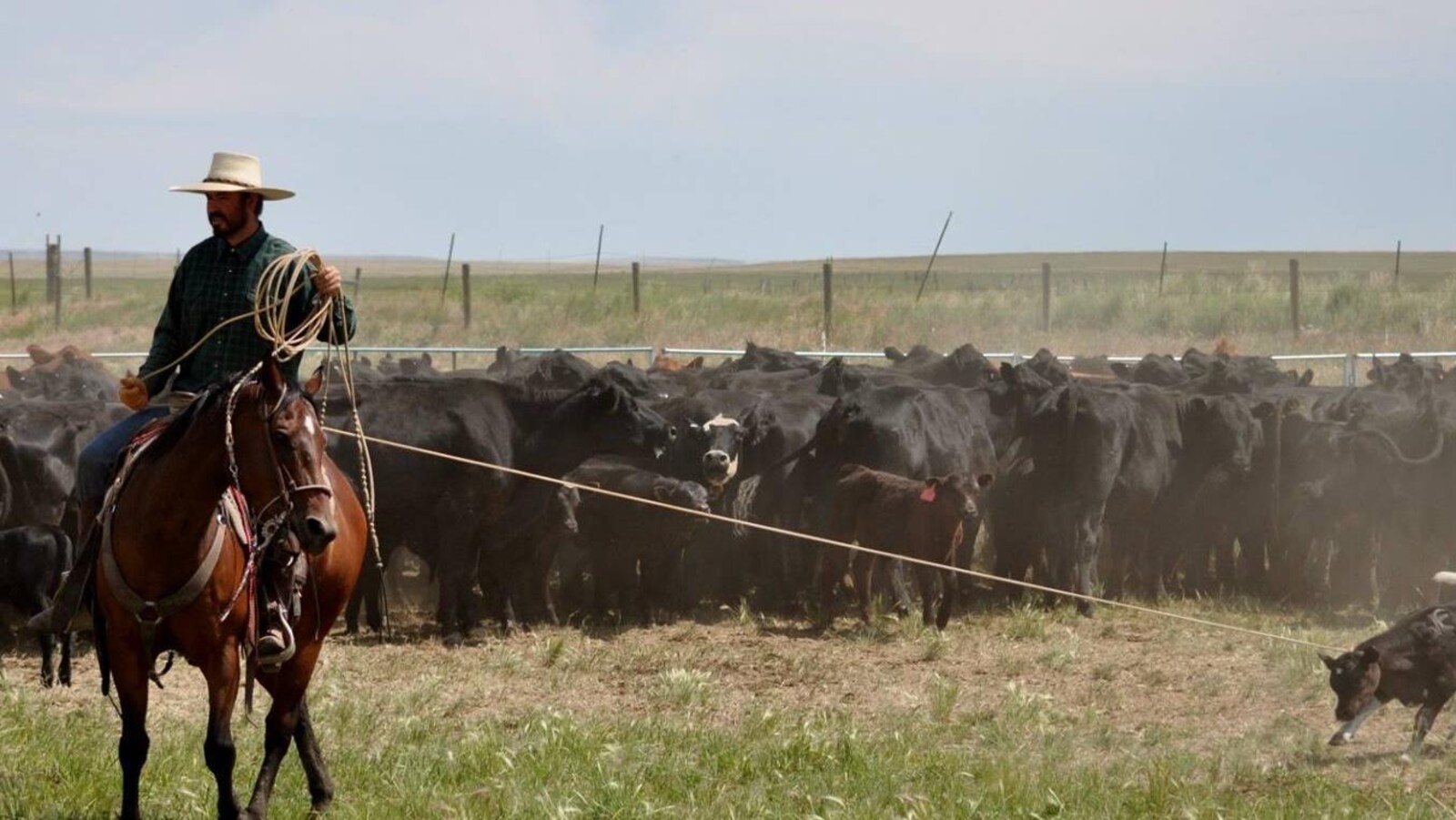 Ben Tyner est sur un cheval et derrière lui se trouve des vaches.