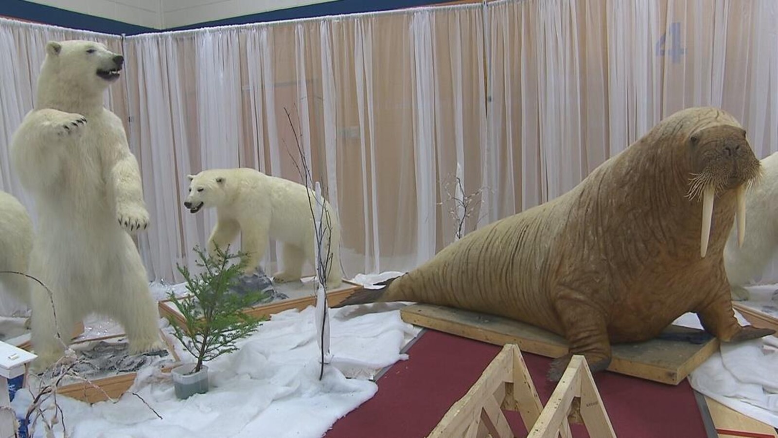 Des ours polaires et un morse