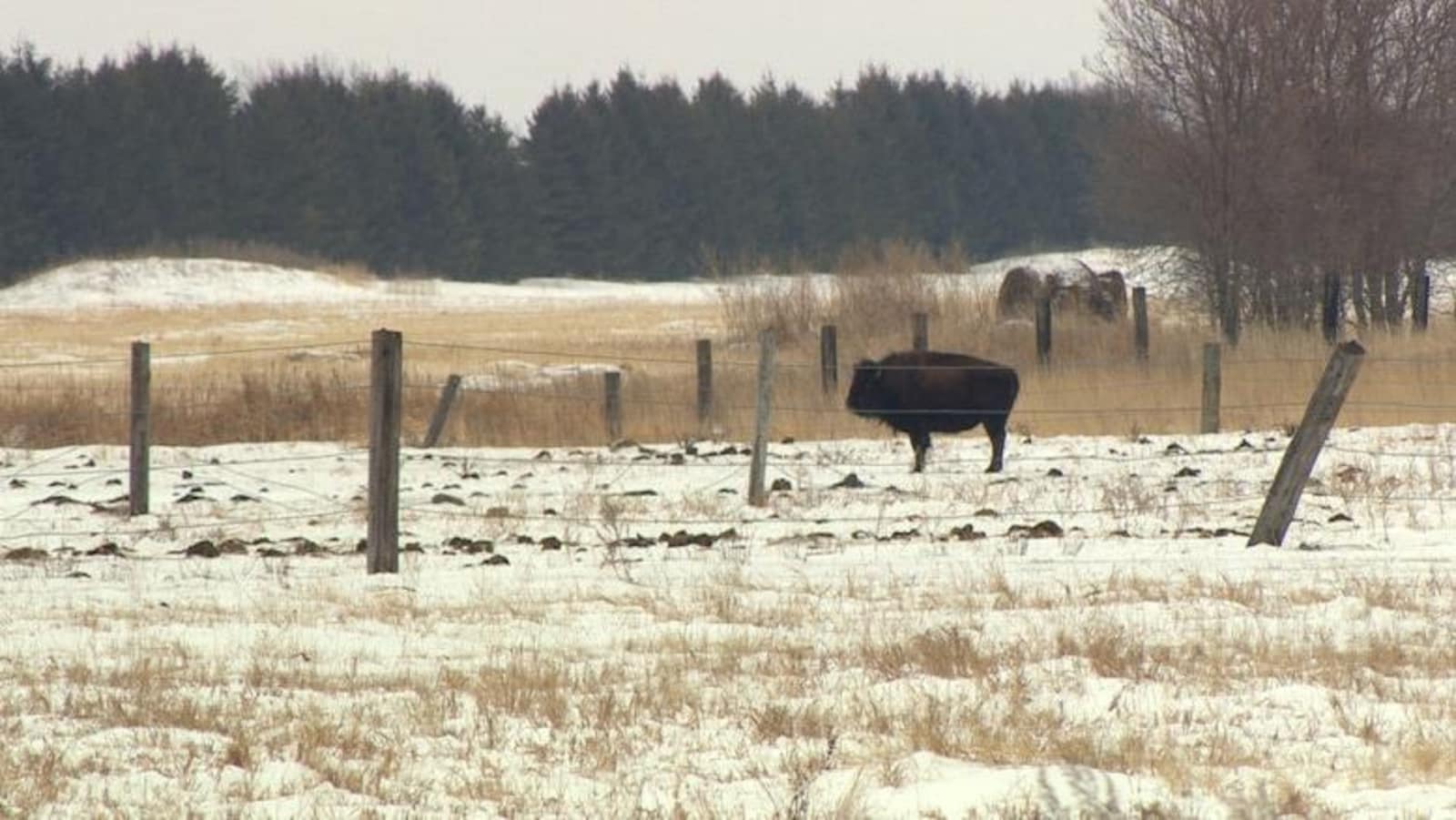 Un bison au milieu d'un champ à Lorette.