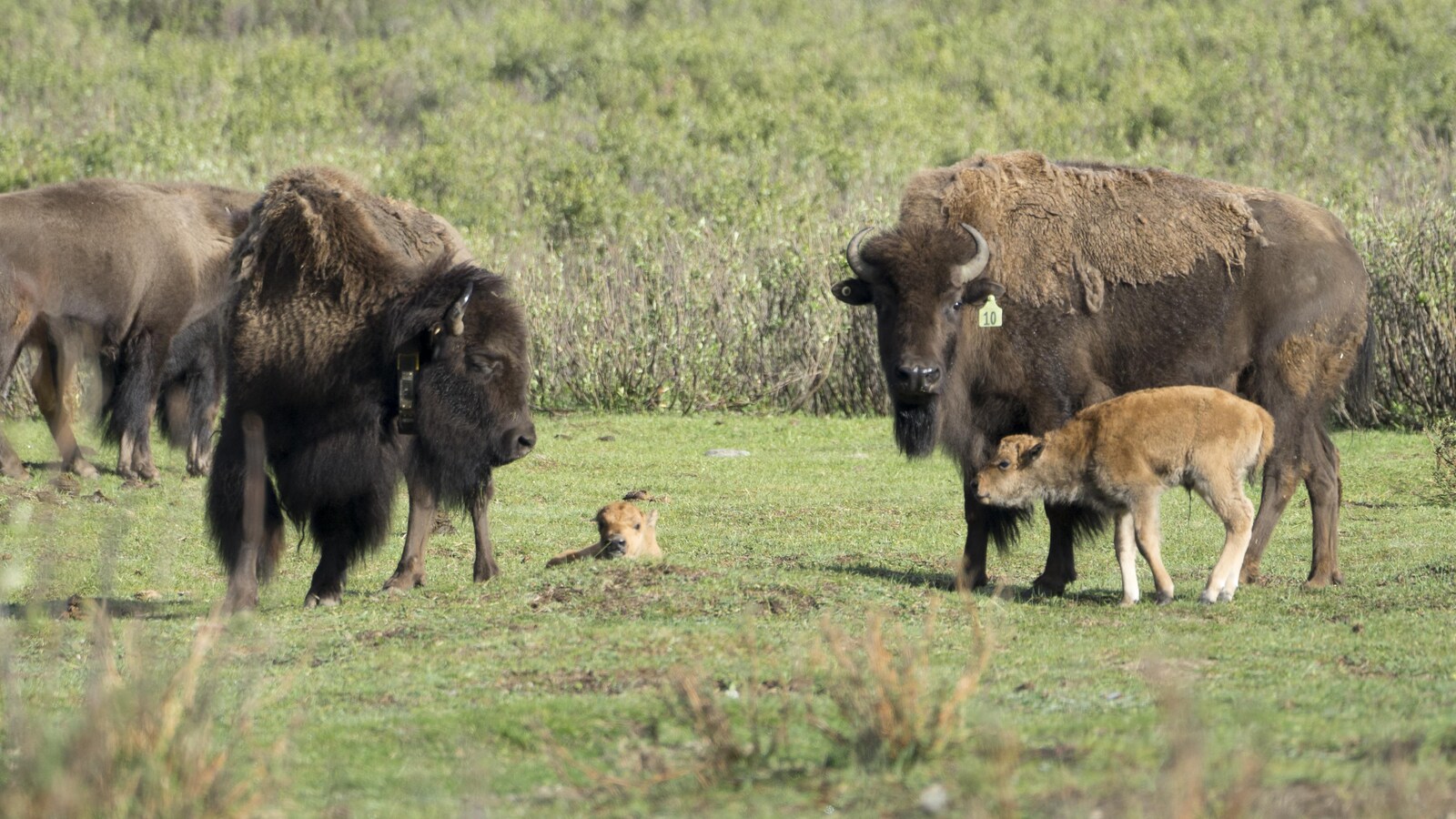 Deux bisons près de deux bisonneaux.