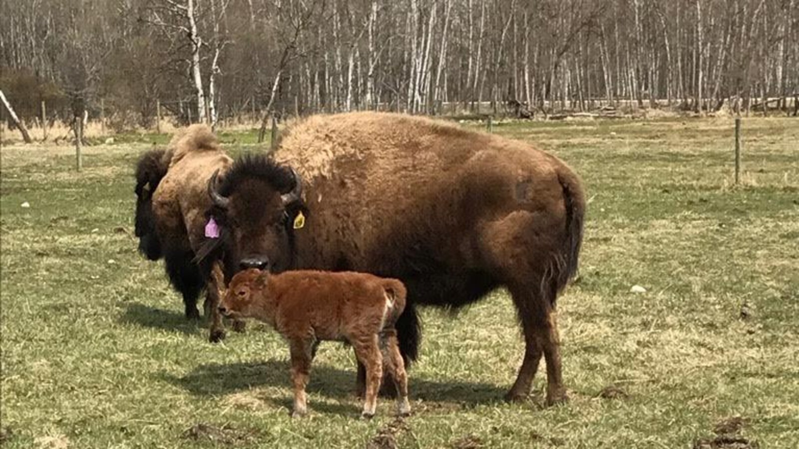 Des bisons adultes et un veau dans un champ.