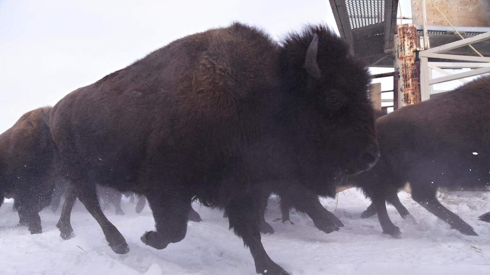 Des bisons marchent dans la neige dans un enclos du parc national Elk Island.